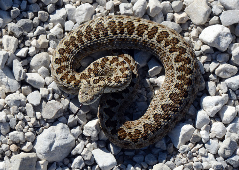 Vipera ursinii